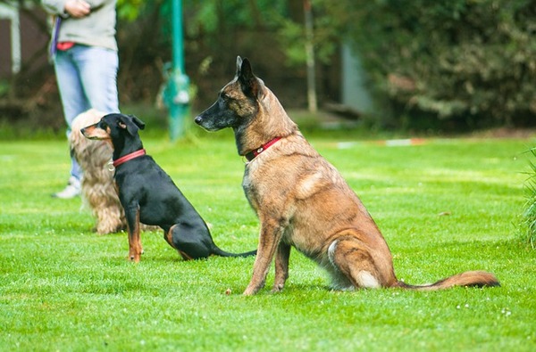 Dogs training and obedience classes.
