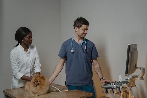 why-is-veterinary-medicine-so-expensive