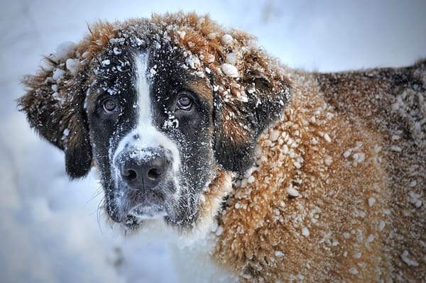 pet-safe-cold-weather