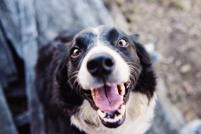 happy dog looking into the camera