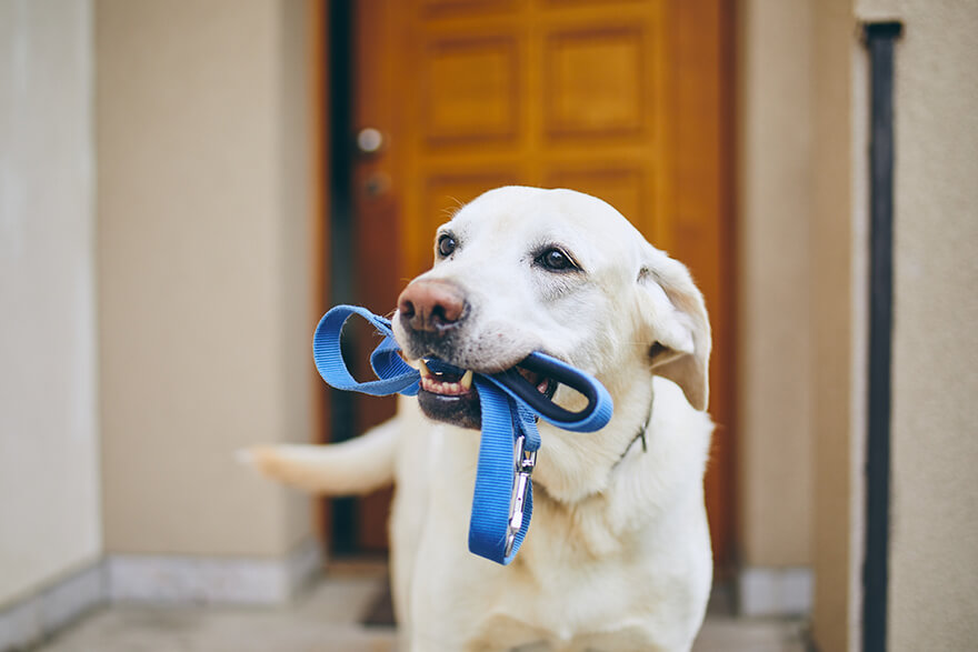 Dog biting his leash