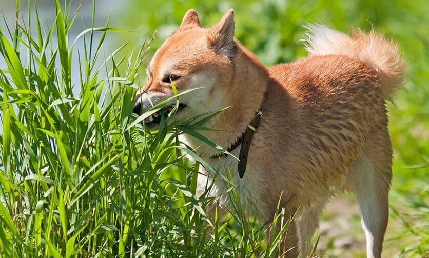 Dog eating grass