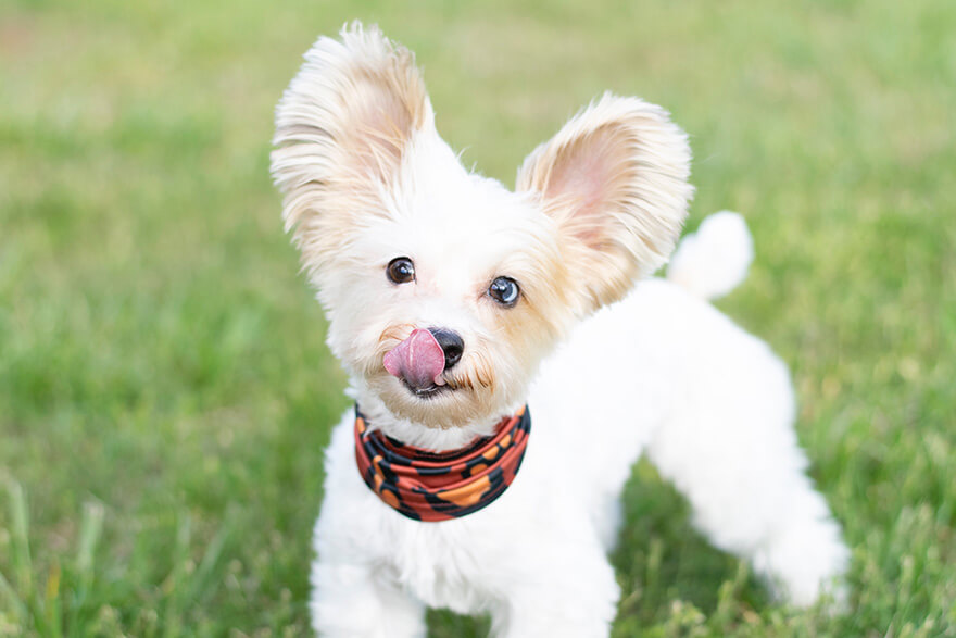 Dog licking his lips