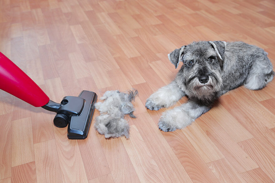 Dog shedding hair near vacuum cleaner