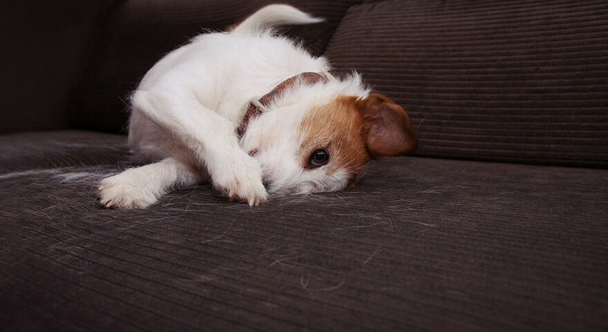 Dog shedding hair on sofa