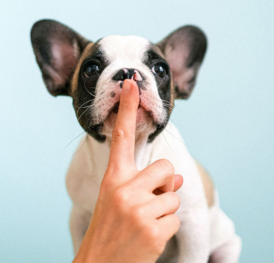 Helping puppy to stop barking