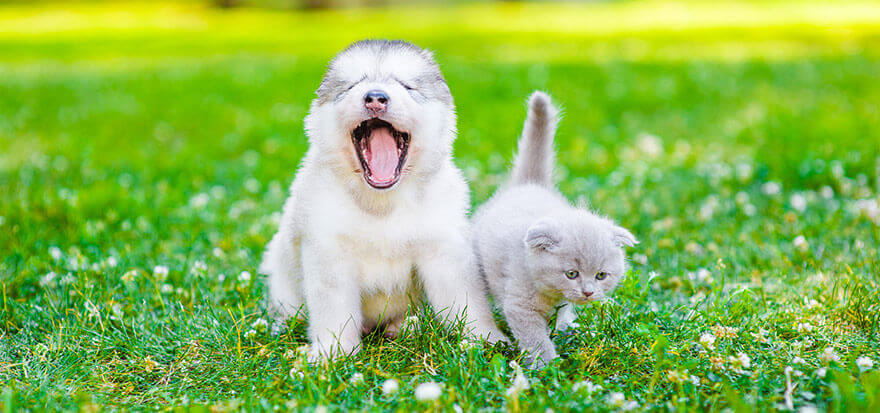 dog-and-cat-puppies-bark