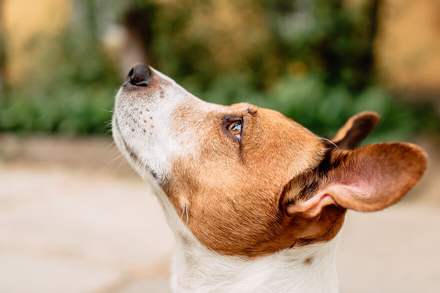 dog Looking up