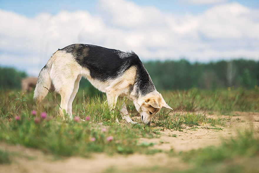 dog sniffing the ground