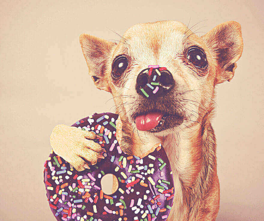 dog eats chocolate donut