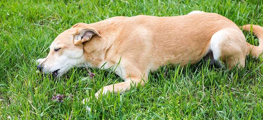 dog lying on the grass and eating it