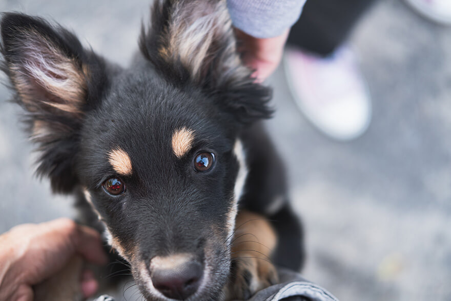 dog looking at the camera