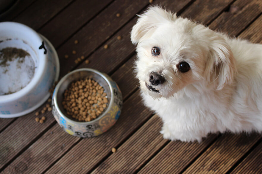 Puppy stopped eating dry hot sale food