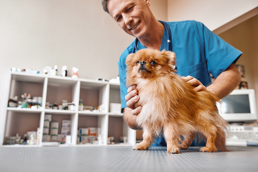 vet and dog