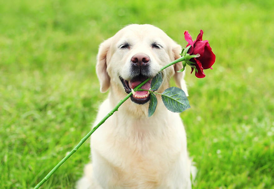 Smart Dog holding rose