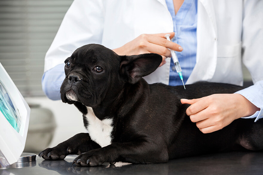 Dog receiving injection