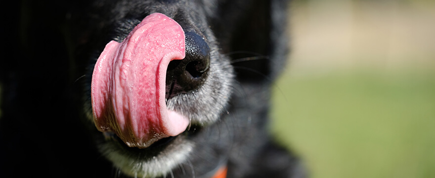 Dog tongue
