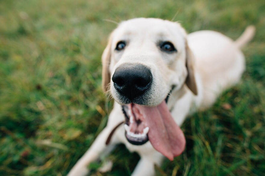 Labrador store bad breath