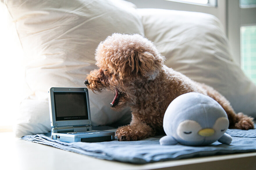 Funny dog watching TV