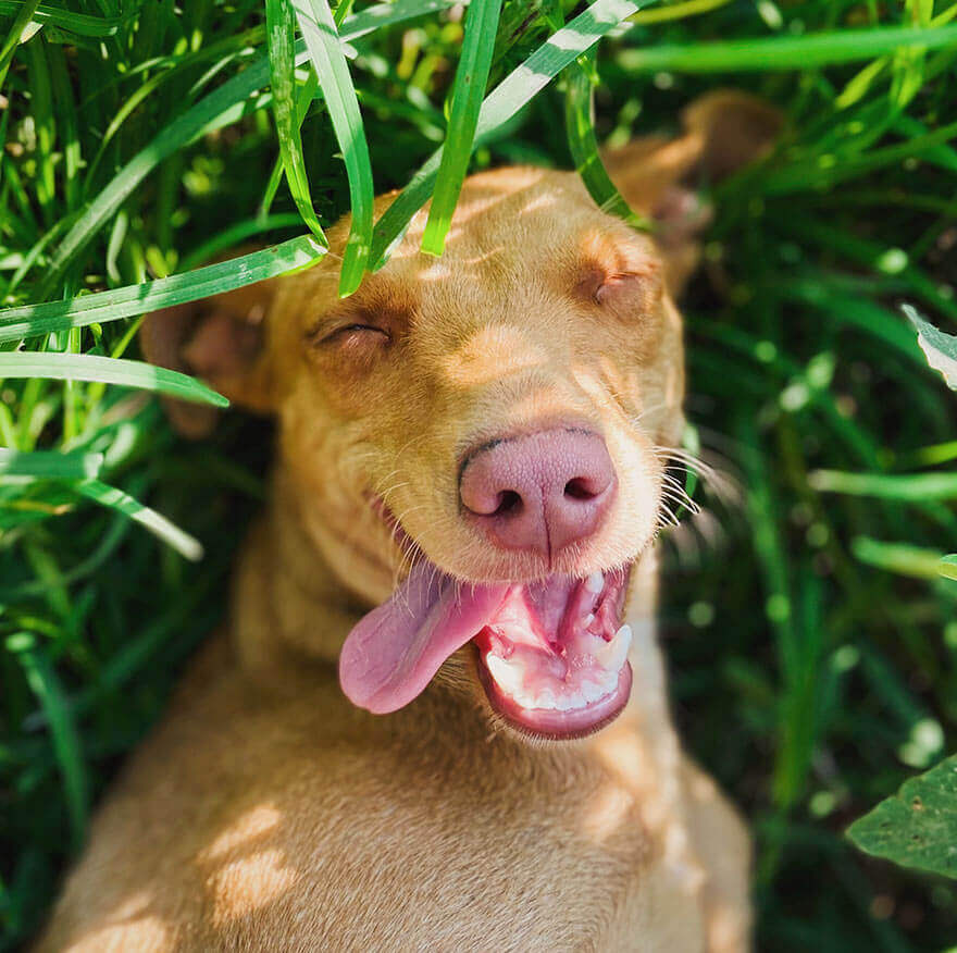 happy dog