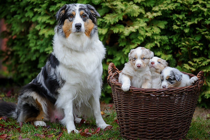 Mother dog and puppies