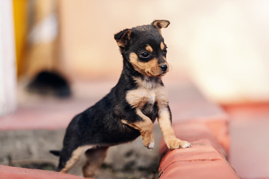 Puppy exploring