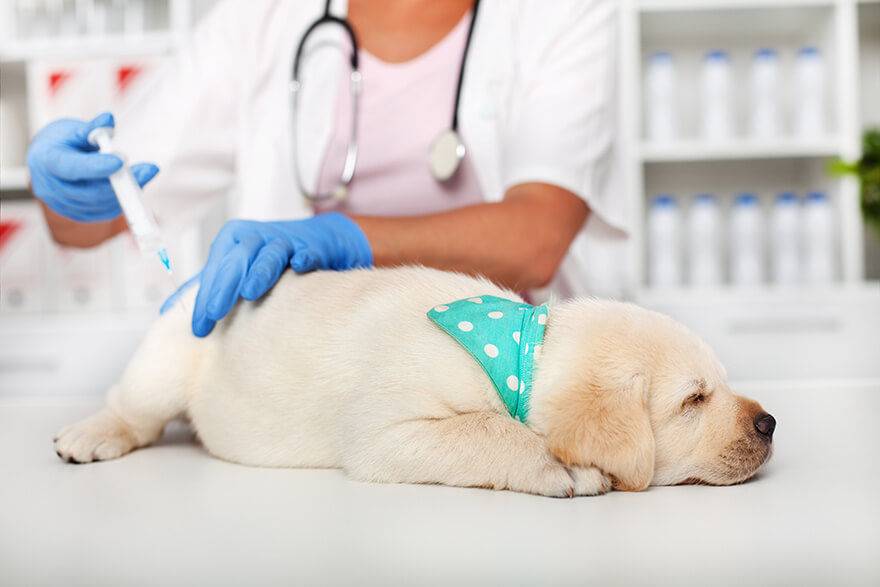 Puppy receiving injection from the vet