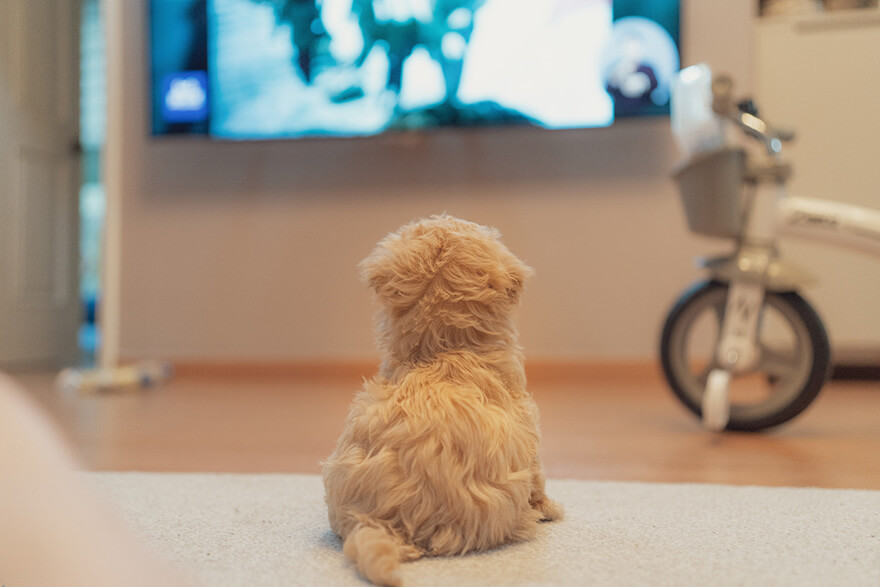 Puppy watching tv