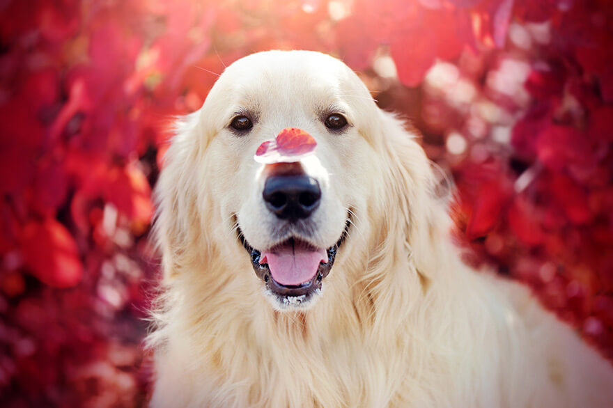 Smiling dog with red leaf