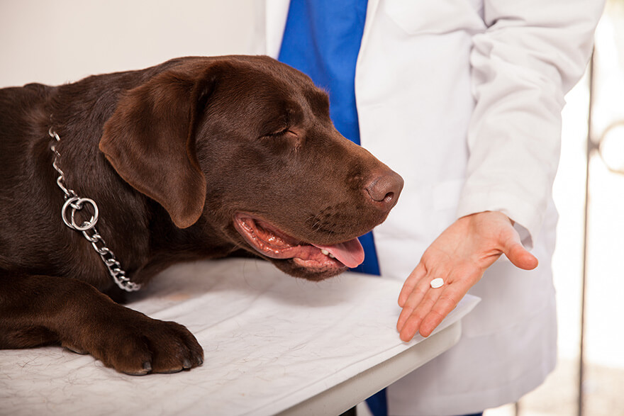 Dog receive a pill from the vet