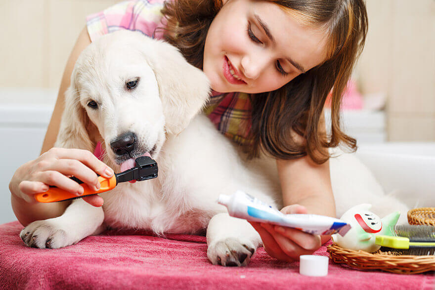 Women brushing dog teeth