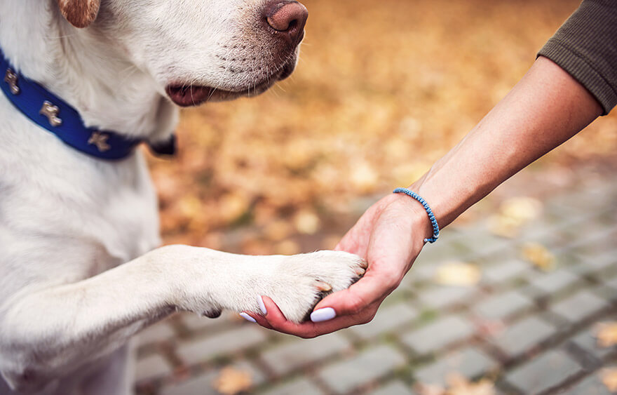 dog holding hands