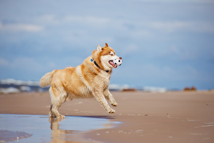 dog suffers from obesity