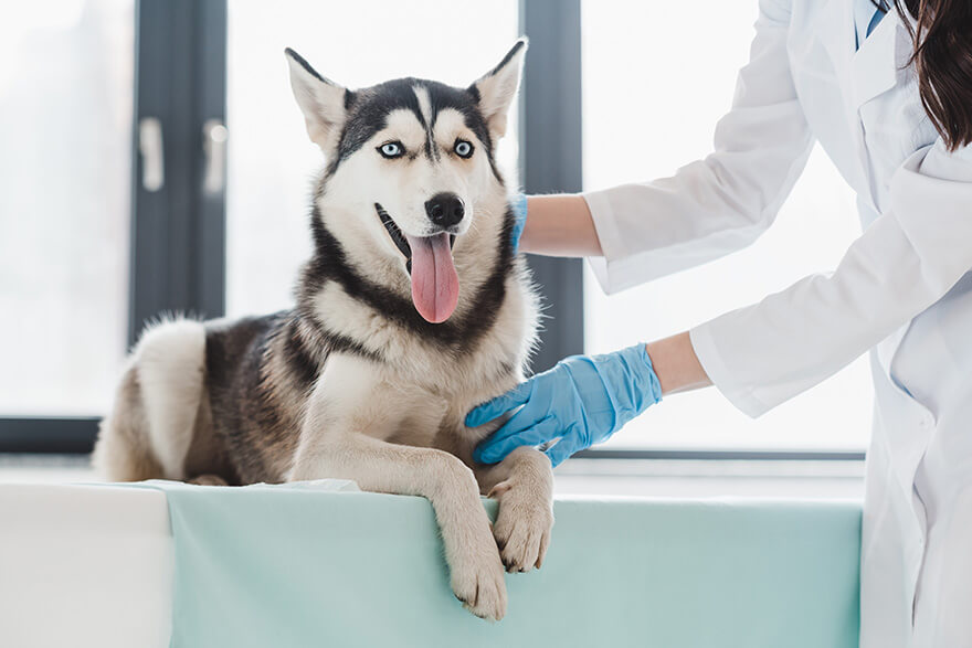 Vet checking dog