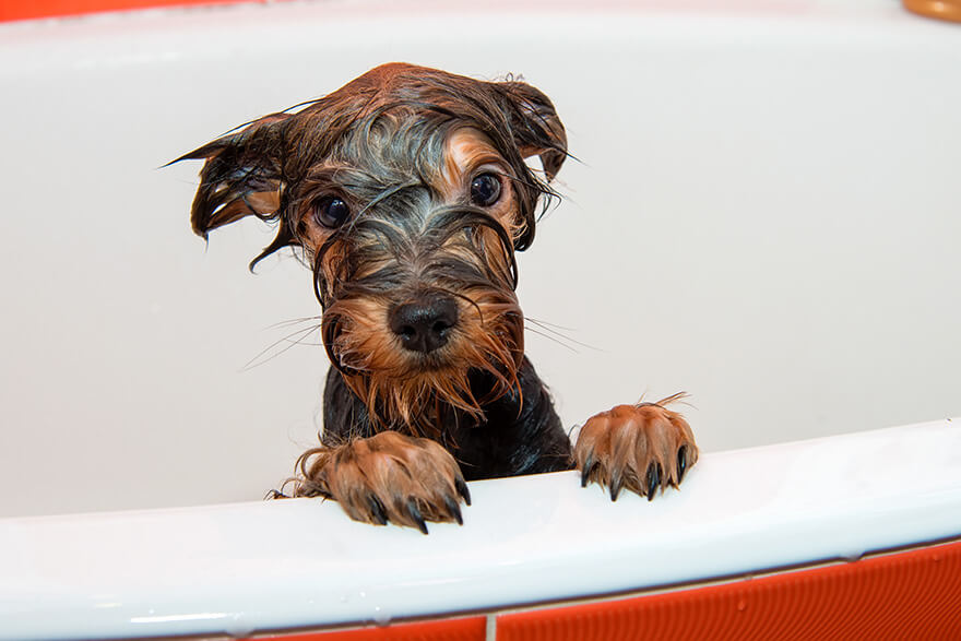puppy after bath
