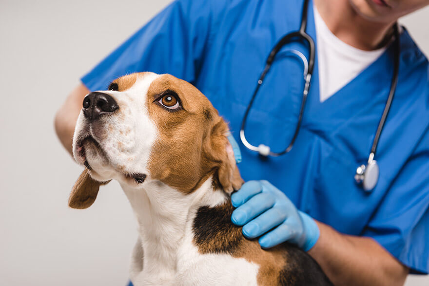 vet checking dog