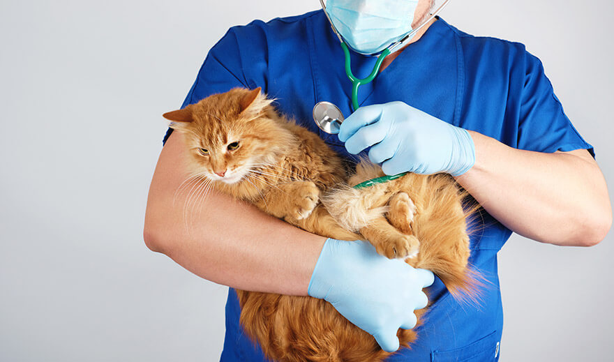 Vet holding cat