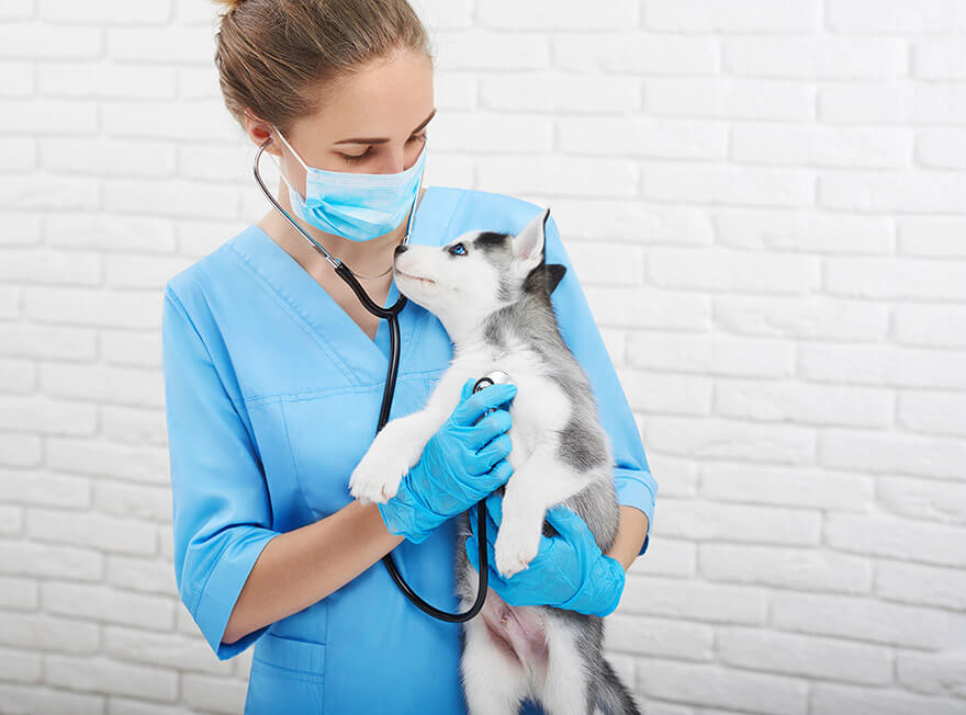 vet holding dog