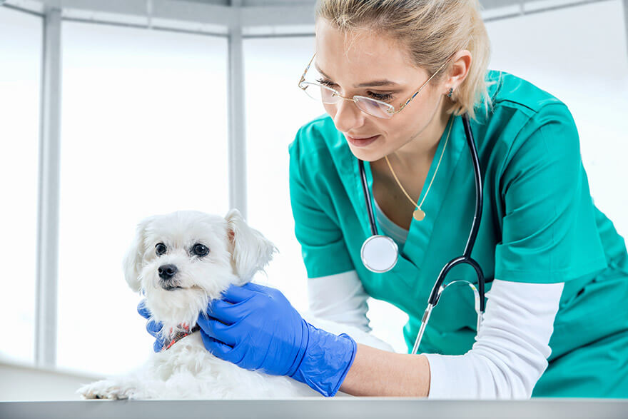 vet inspect dog