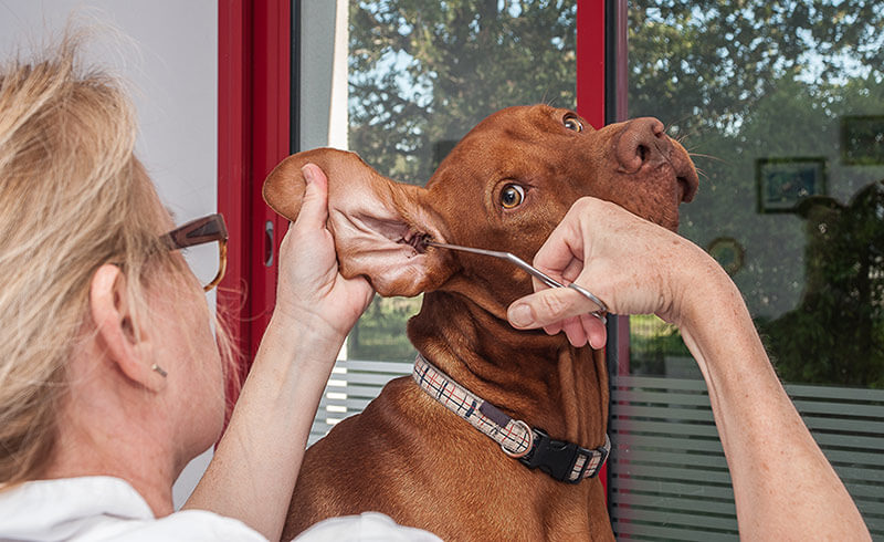 vet treating dog's ear