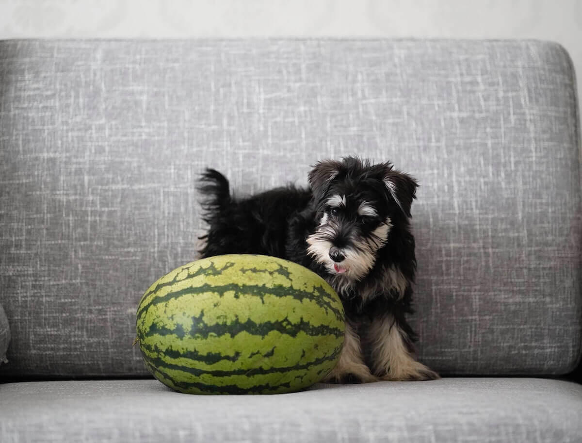 Dogs Eat Watermelon