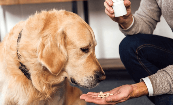 How to Give My Puppy a Pill?