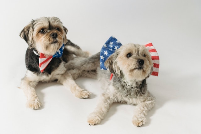 How to Prepare Your Pup for the Fourth of July