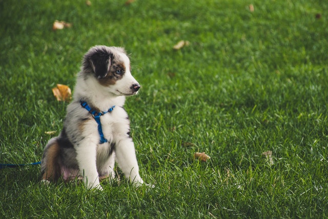 puppy first walk