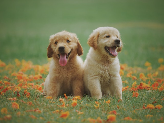 puppy first walk