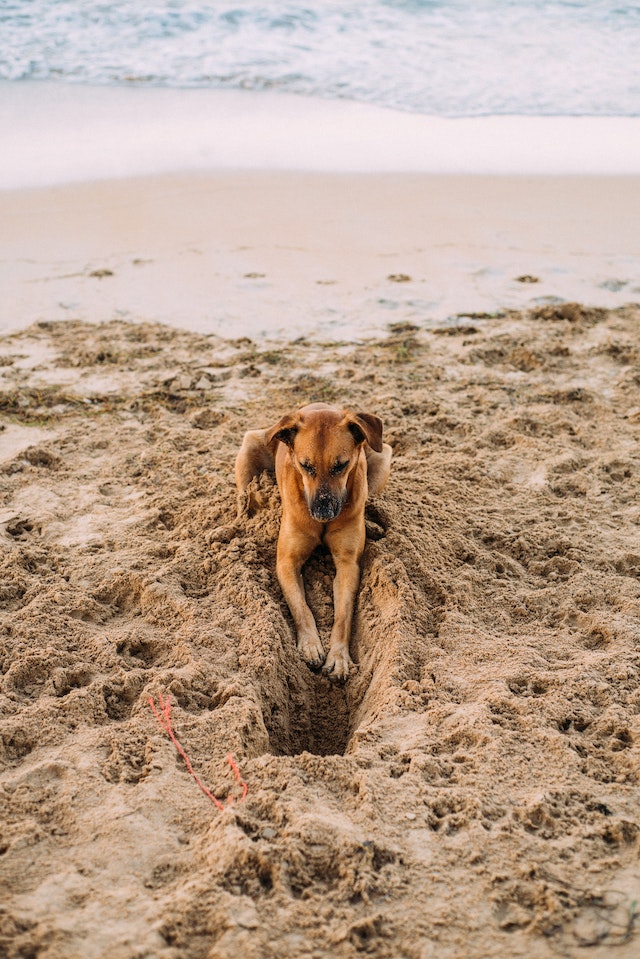 dog digging