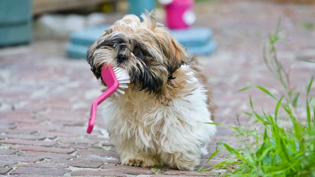 Teething in Puppies