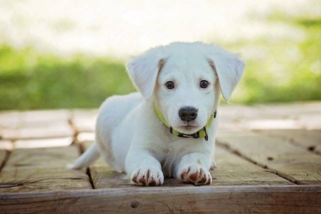 puppy first year