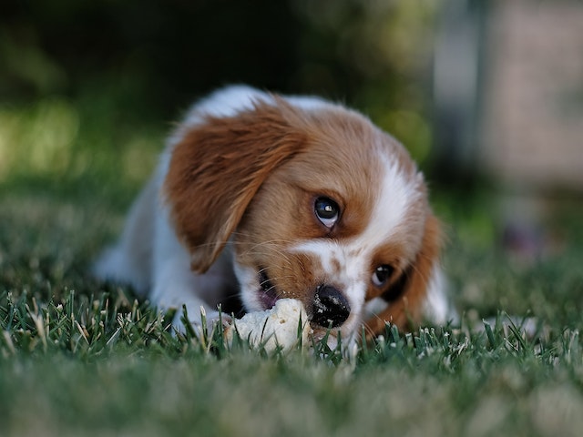 puppy biting