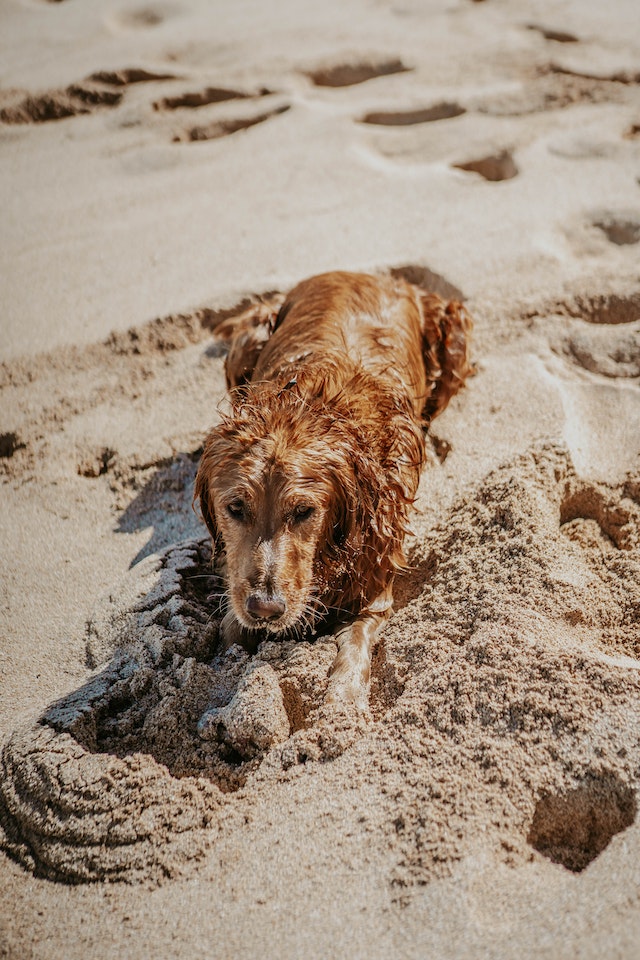 dog digging